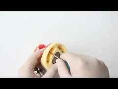 Modèle d'étude dentaire Dents Modèle d'école dentaire 28 pièces Dents avec vis Modèle de mâchoire de restauration dentaire Pour vous