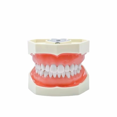 Dentiste d'étude Modèle de dents École dentaire 28pcs Dents avec vis Restauration dentaire Modèle de mâchoire