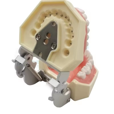 Dentiste d'étude Modèle de dents École dentaire 28pcs Dents avec vis Restauration dentaire Modèle de mâchoire