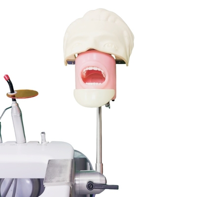 École dentaire Tête fantôme Pour étudiant en dentisterie Modèle d'étude Unité de tête fantôme dentaire