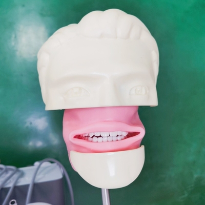 École dentaire Tête fantôme Pour étudiant en dentisterie Modèle d'étude Unité de tête fantôme dentaire