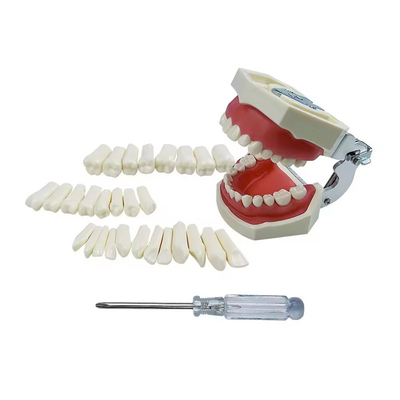 Exercice dentaire standard Les dents de formation des étudiants en dentisterie Les dents 28pcs/32pcs Résine dents permanentes