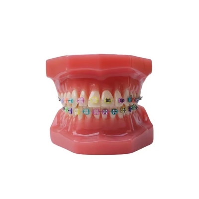 1Modèles de dents pour adultes pour la formation des étudiants en médecine dentaire