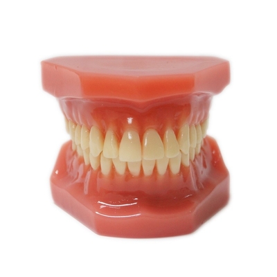 1Modèles de dents pour adultes pour la formation des étudiants en médecine dentaire