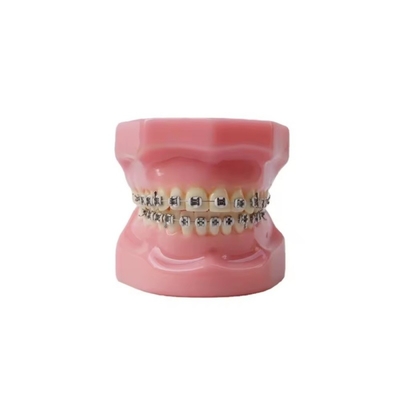 Dentiste Typedont Dents modèle pour la préparation Dentiste étudiant modèle de pratique orthodontique