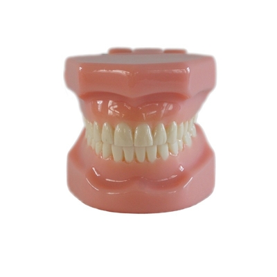 Dentiste Typedont Dents modèle pour la préparation Dentiste étudiant modèle de pratique orthodontique