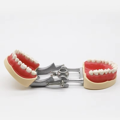 Modèle standard de dentisterie étudiant en dentisterie Typodonts dentaires en résine acrylique avec articulateur DP