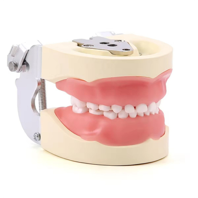 Détachable 24pcs Modèle de dents dentaires pour enfants en résine