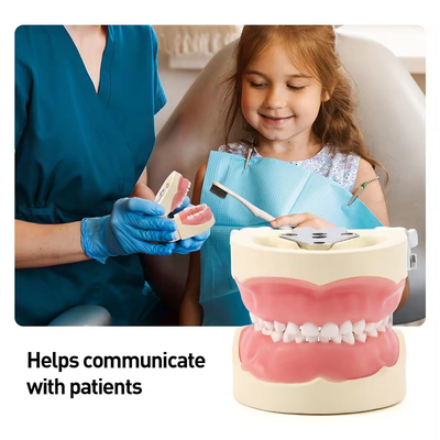 Détachable 24pcs Modèle de dents dentaires pour enfants en résine