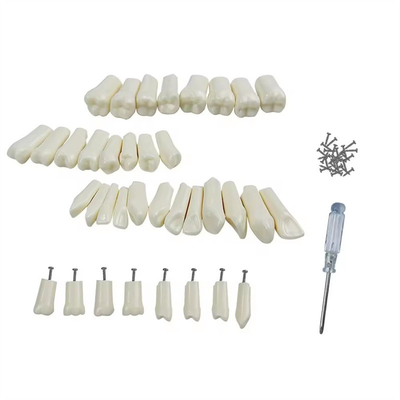 32 pièces / ensemble dentaire Typodont Dents de remplacement Dentistique Outils de pratique des étudiants Dureté Résine Dents