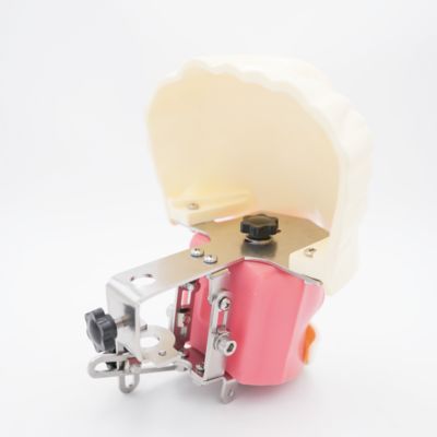 Modèle de tête fantôme orale avancée pour l'enseignement dentaire, modèle de tête pour la pratique sur bureau à l'école dentaire, simulateur d'entraînement dentaire