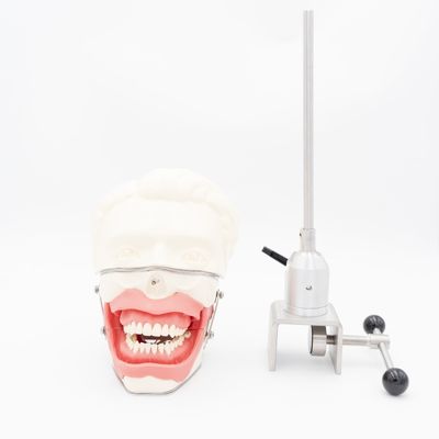 Modèle d'extraction d'anesthésie dentaire École dentaire Anesthésie Formation en injection Modèle système de simulateur d'anesthésie orale
