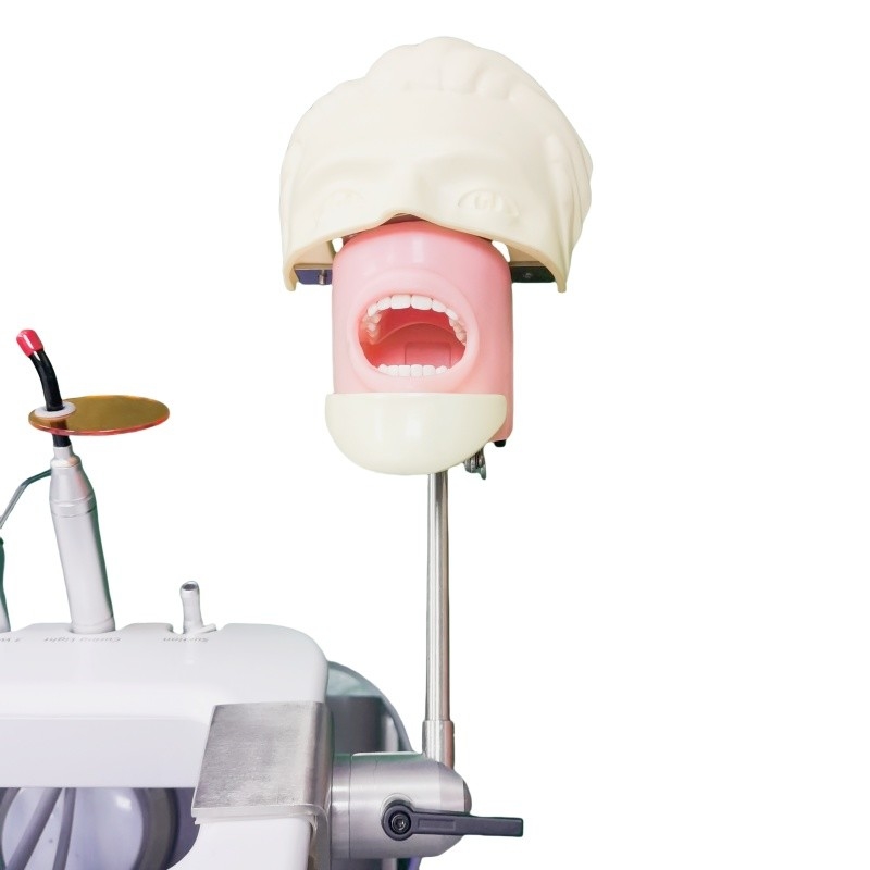 École dentaire Tête fantôme Pour étudiant en dentisterie Modèle d'étude Unité de tête fantôme dentaire