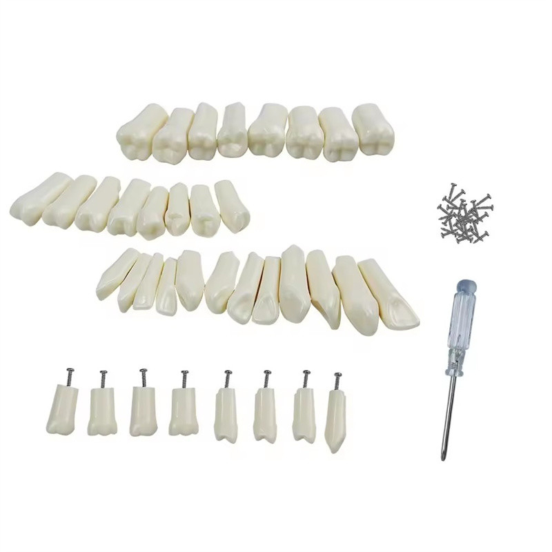 32 pièces / ensemble dentaire Typodont Dents de remplacement Dentistique Outils de pratique des étudiants Dureté Résine Dents