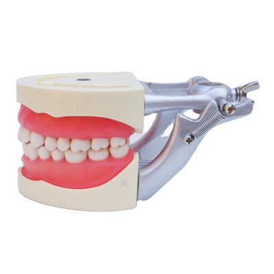Modèle standard de dentisterie étudiant en dentisterie Typodonts dentaires en résine acrylique avec articulateur DP